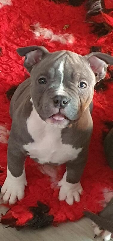 American Pocket Bullies for sale in Bradford, West Yorkshire