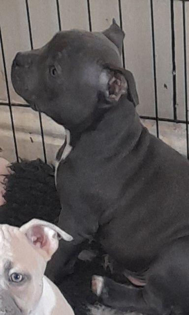 American Bulldog puppies for sale in Bradford, West Yorkshire – KC registered, 10 months old - Image 2 of 3