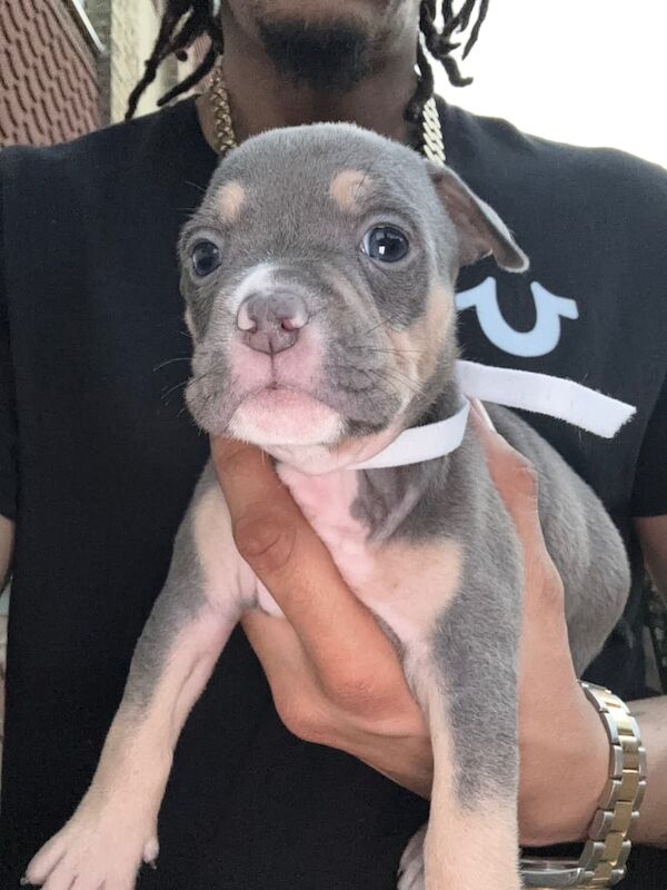 American Bulldog puppies for sale in Eltham, Greater London – KC registered, 7 weeks old