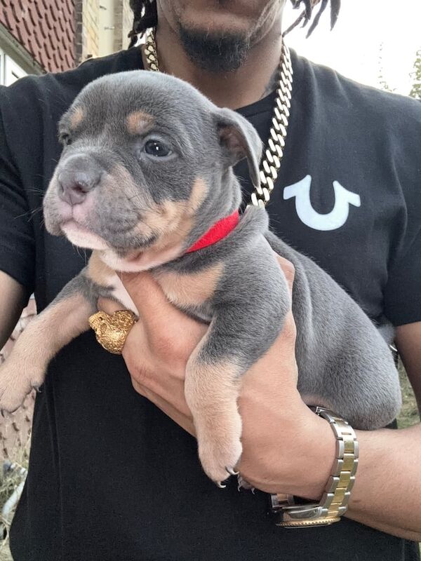 American Bulldog puppies for sale in Eltham, Greater London – KC registered, 7 weeks old - Image 2 of 3