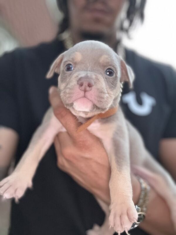 American Bulldog puppies for sale in Eltham, Greater London – KC registered, 7 weeks old - Image 3 of 3