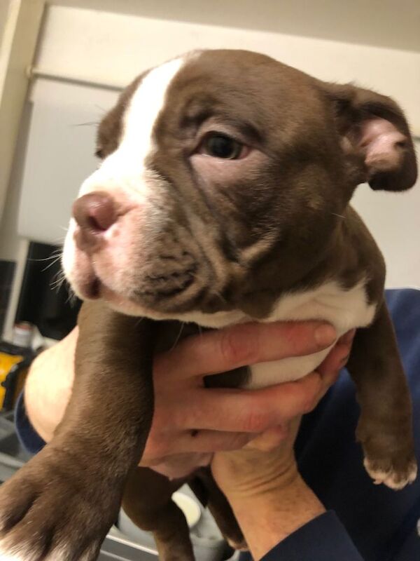 American Bully Puppies For Sale