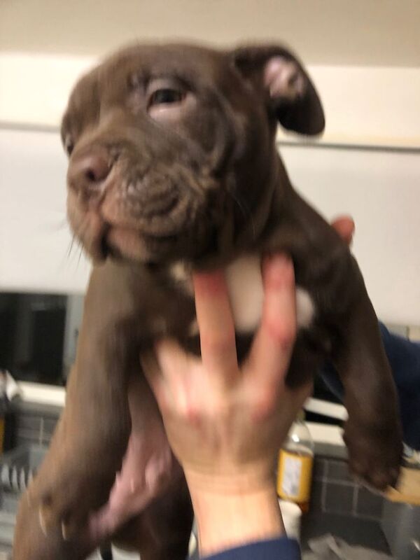 American Bulldog puppies for sale in Oldham, Manchester – 8 weeks old - Image 3 of 5