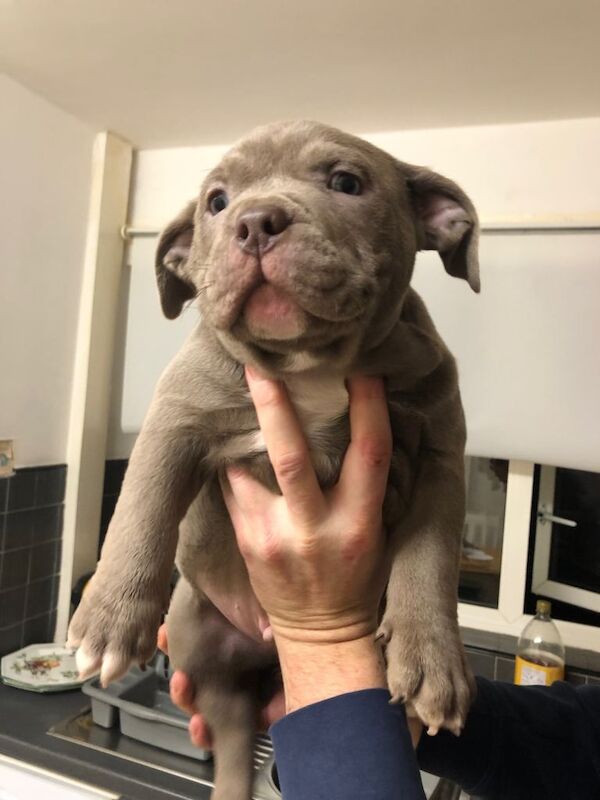 American Bulldog puppies for sale in Oldham, Manchester – 8 weeks old - Image 4 of 5