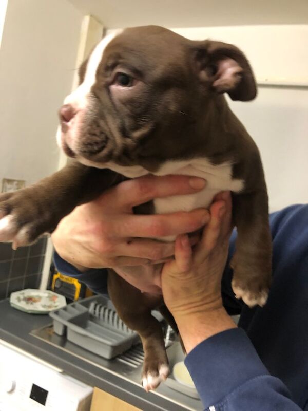 American Bulldog puppies for sale in Oldham, Manchester – 8 weeks old - Image 5 of 5