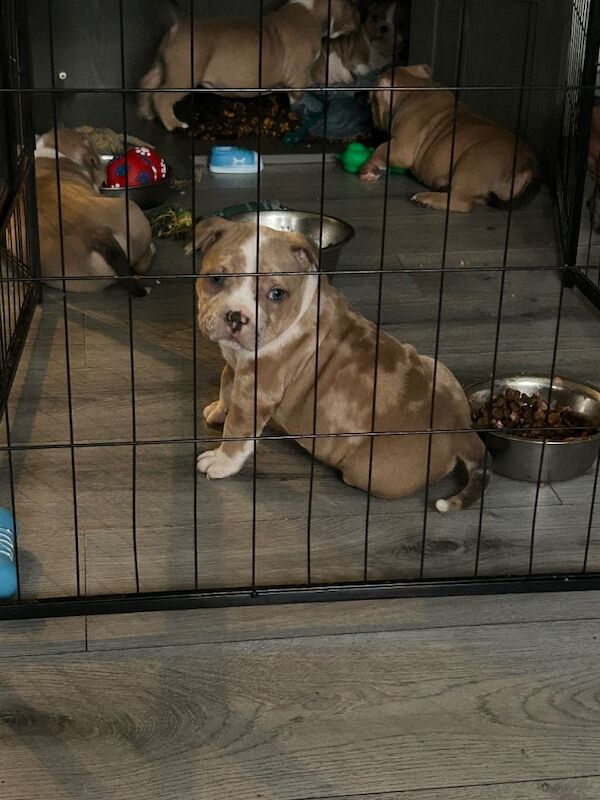 American Bully Puppies For Sale