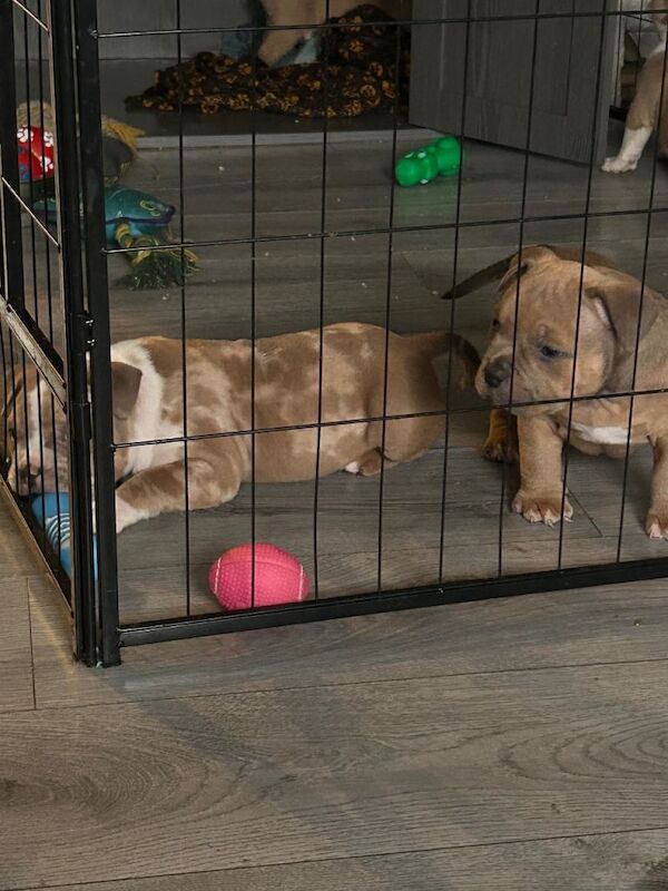 American Bulldog puppies for sale in Airdrie, North Lanarkshire – 7 weeks old - Image 3 of 4