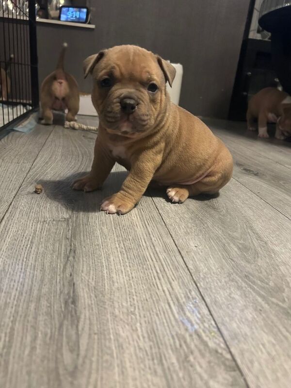 American Bulldog puppies for sale in Airdrie, North Lanarkshire – 7 weeks old - Image 4 of 4