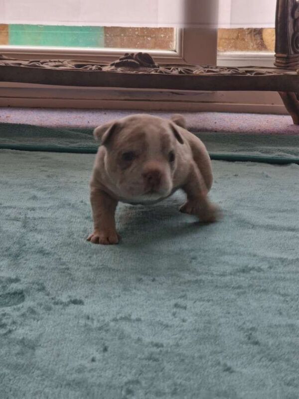 American Bulldog puppies for sale in North Hayling, Hampshire – KC registered, 3 months old - Image 1 of 3