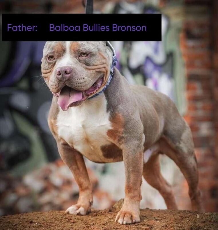American Bulldog puppies for sale in North Hayling, Hampshire – KC registered, 3 months old - Image 2 of 3