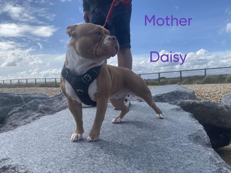 American Bulldog puppies for sale in North Hayling, Hampshire – KC registered, 3 months old - Image 3 of 3