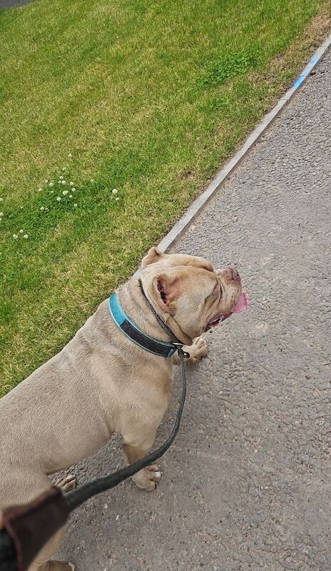 AMERICAN POCKET BULLY for sale in Telford, Shropshire | Image 2