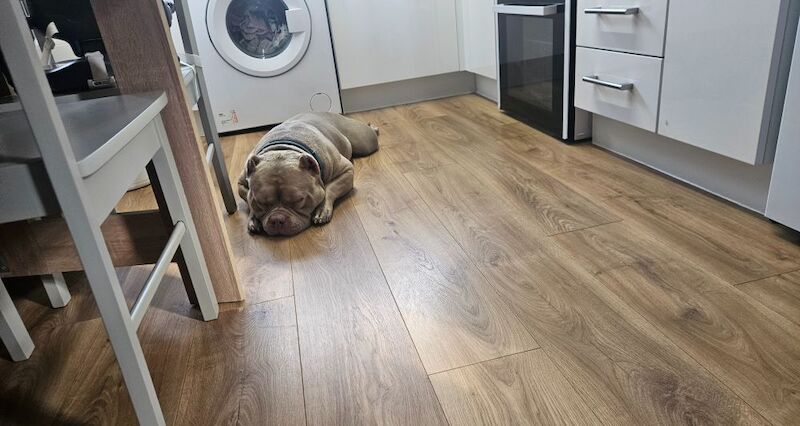 AMERICAN POCKET BULLY for sale in Telford, Shropshire | Image 3