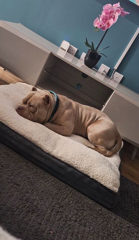 AMERICAN POCKET BULLY for sale in Telford, Shropshire | Image 4