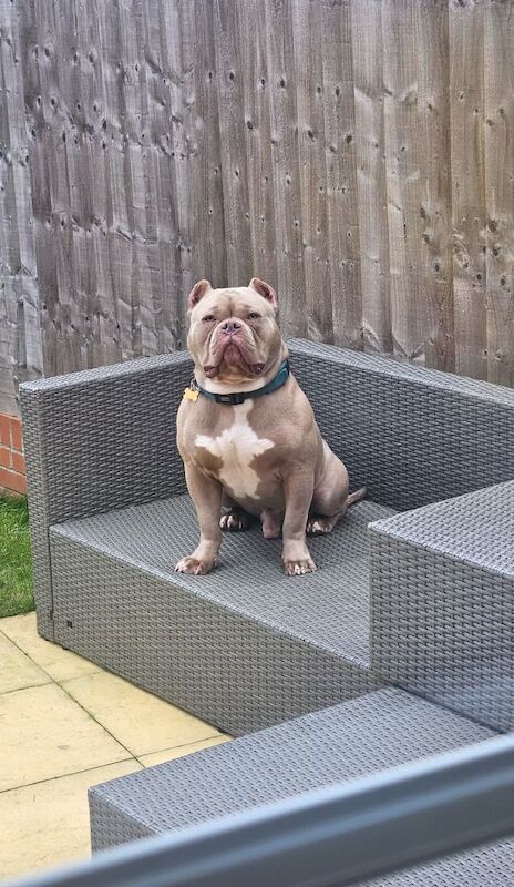 American Bulldog puppies for sale in Telford, Shropshire – KC registered, 2 years old - Image 5 of 6