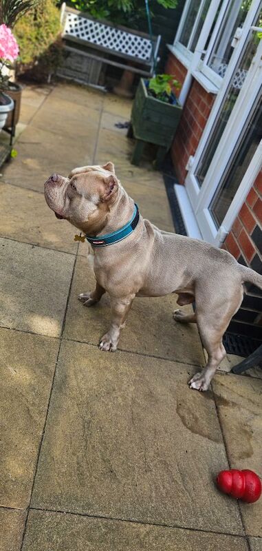 American Bulldog puppies for sale in Telford, Shropshire – KC registered, 2 years old - Image 6 of 6