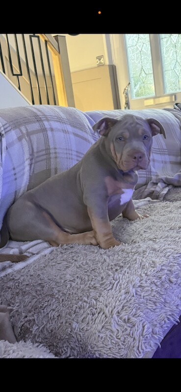American Bulldog puppies for sale in Port Talbot, West Glamorgan – KC registered, 10 weeks old