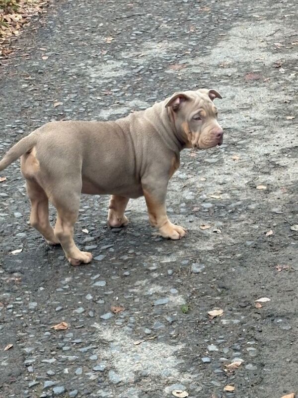 American pocket bully - Image 2 of 3