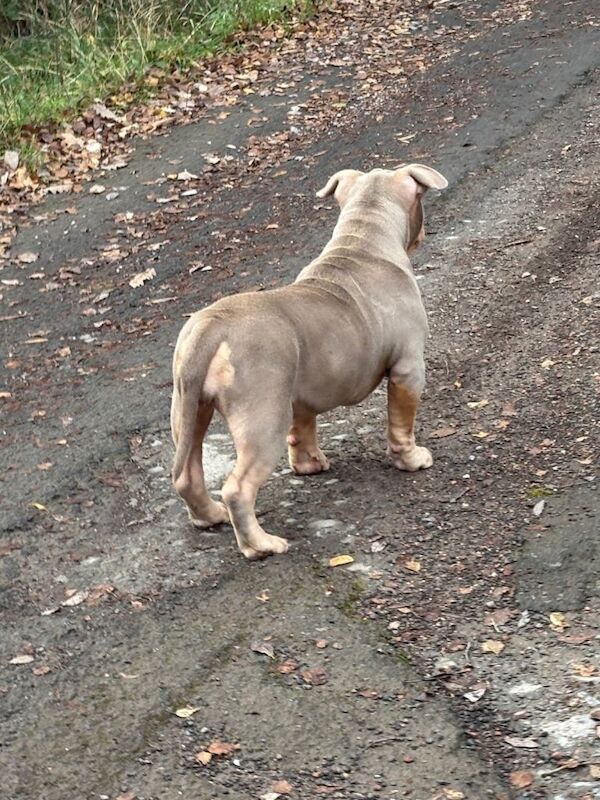 American pocket bully - Image 3 of 3