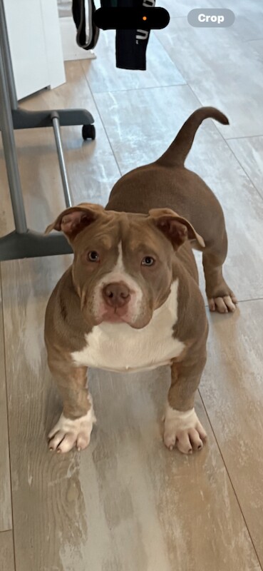 American Bulldog puppies for sale in Port Talbot, West Glamorgan – 4 months old - Image 2 of 6