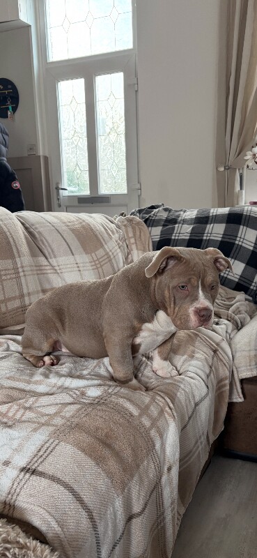 American Bulldog puppies for sale in Port Talbot, West Glamorgan – 4 months old - Image 3 of 6