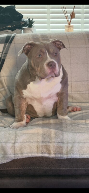 American Bulldog puppies for sale in Port Talbot, West Glamorgan – 4 months old - Image 4 of 6