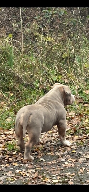 American Bulldog puppies for sale in Port Talbot, West Glamorgan – 4 months old - Image 6 of 6