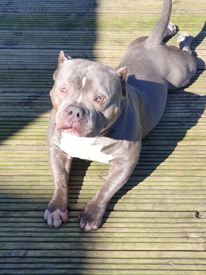 Adult American Bully Dogs For Sale In Cheltenham, Gloucestershire