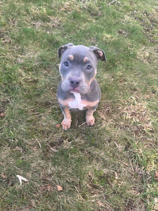 American pocket bully