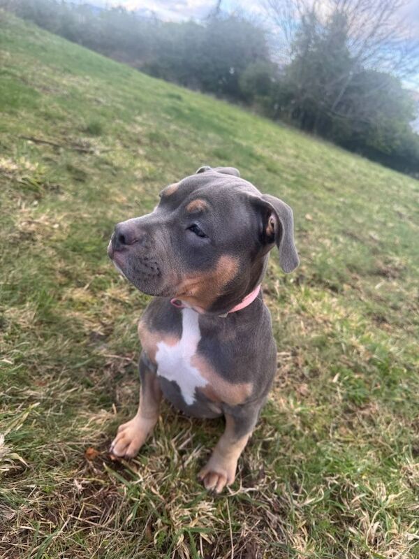 American pocket bully - Image 2 of 3