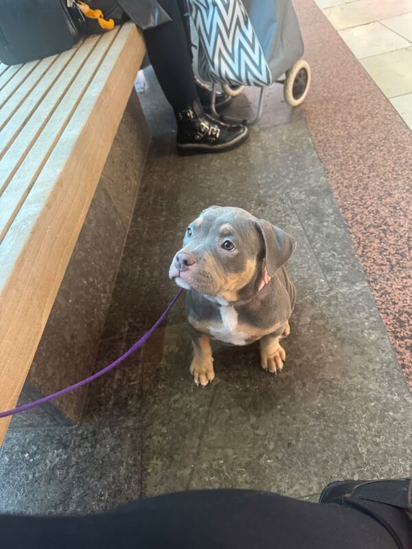 American pocket bully - Image 3 of 3