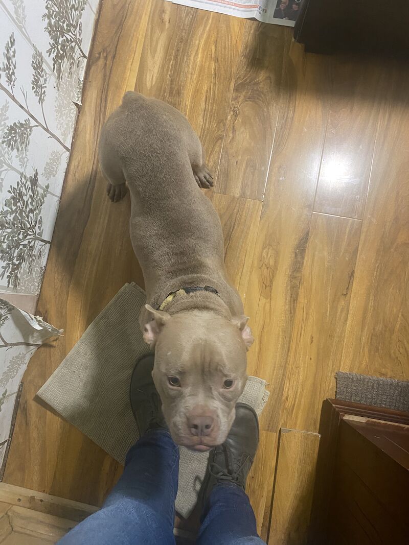 Male American Bully Cross Dogs And Puppies For Sale