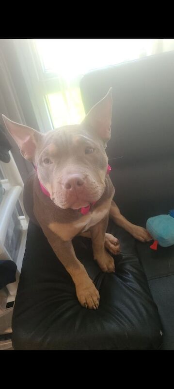 American pocket bully female for sale in Dundee, City of Dundee