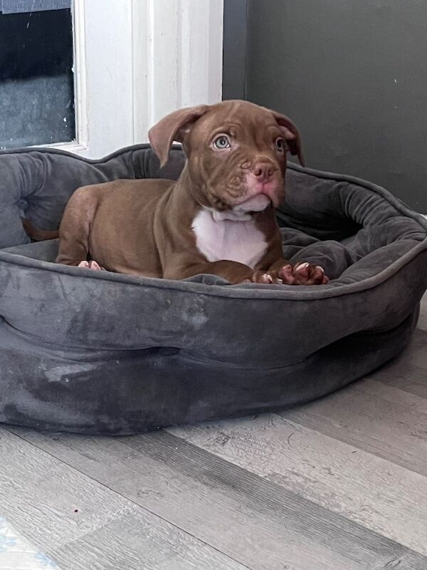 American Bully Puppies For Sale