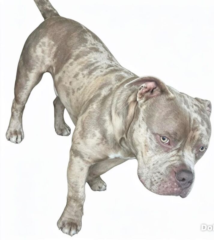 American pocket bully puppies - Image 2 of 5