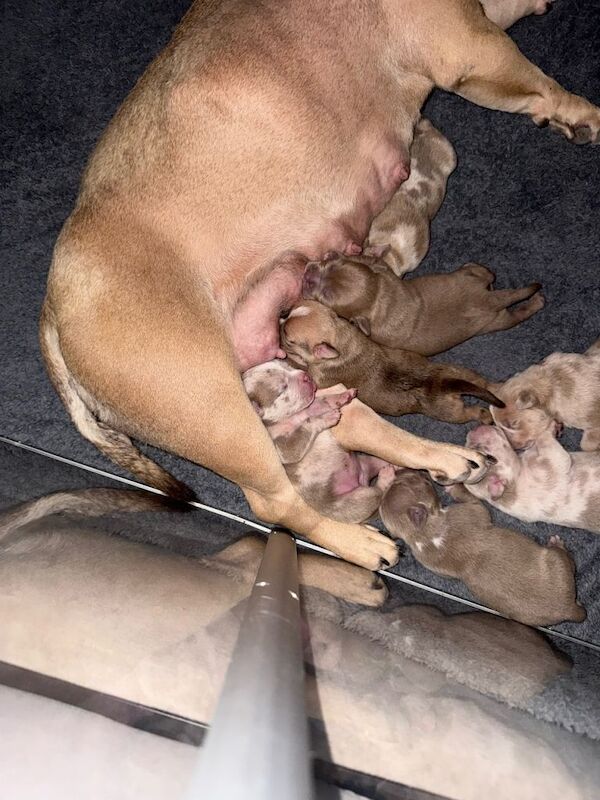 American pocket bully puppies - Image 4 of 5