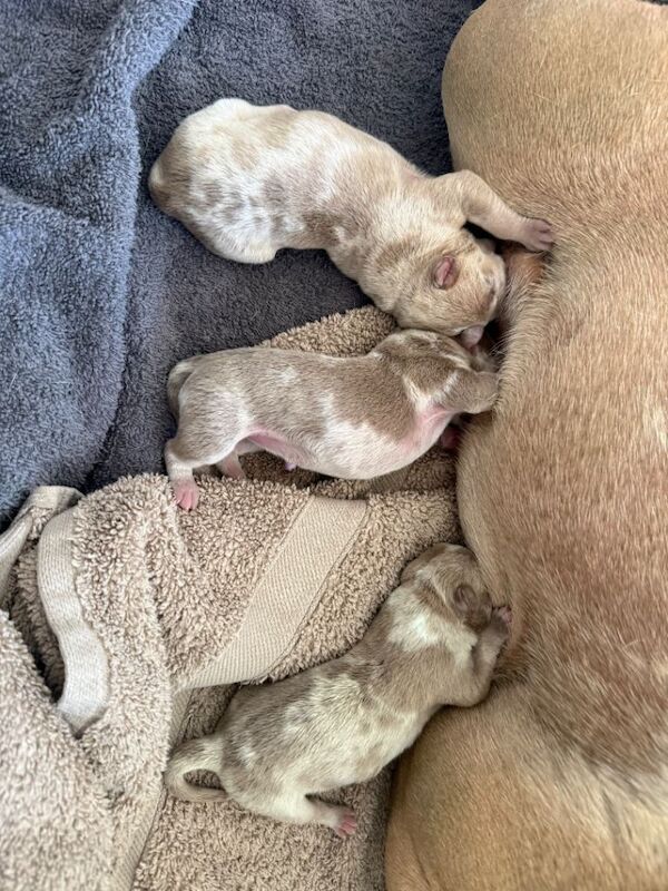 American pocket bully puppies - Image 5 of 5