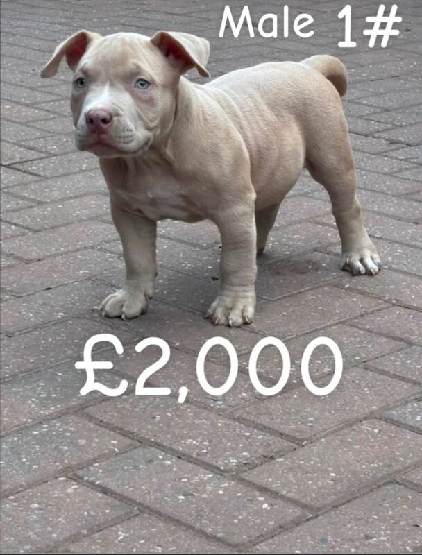 American pocket bully puppies