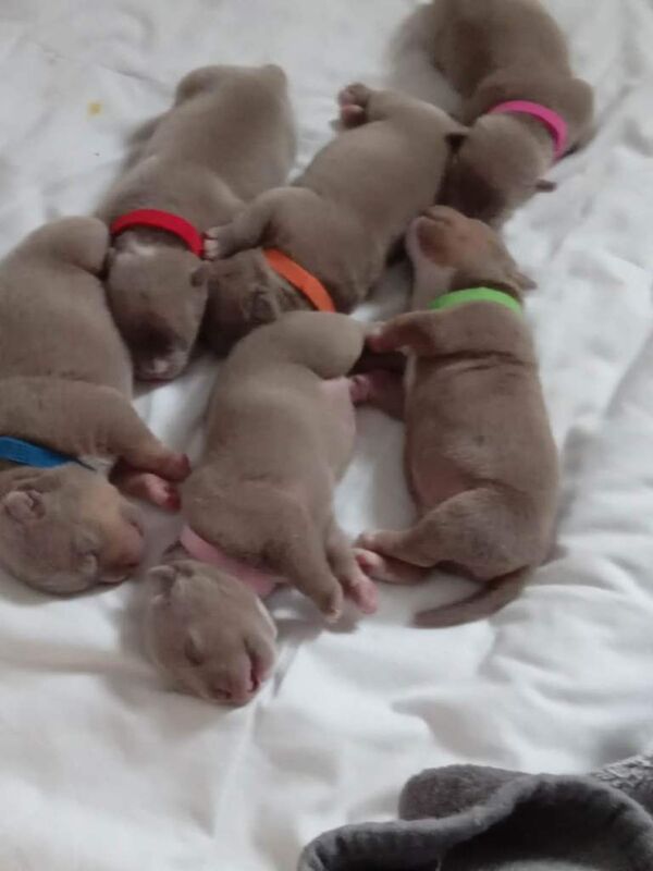 American pocket bully puppies - Image 4 of 4