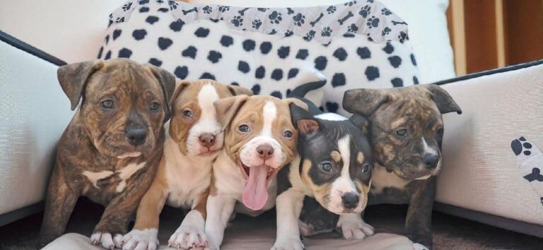 American Bulldog puppies for sale in Watford, Hertfordshire – 9 weeks old