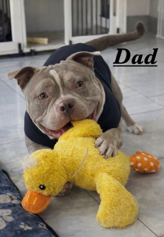 AMERICAN POCKET BULLY PUPPY (4 Left ) - Image 2 of 5