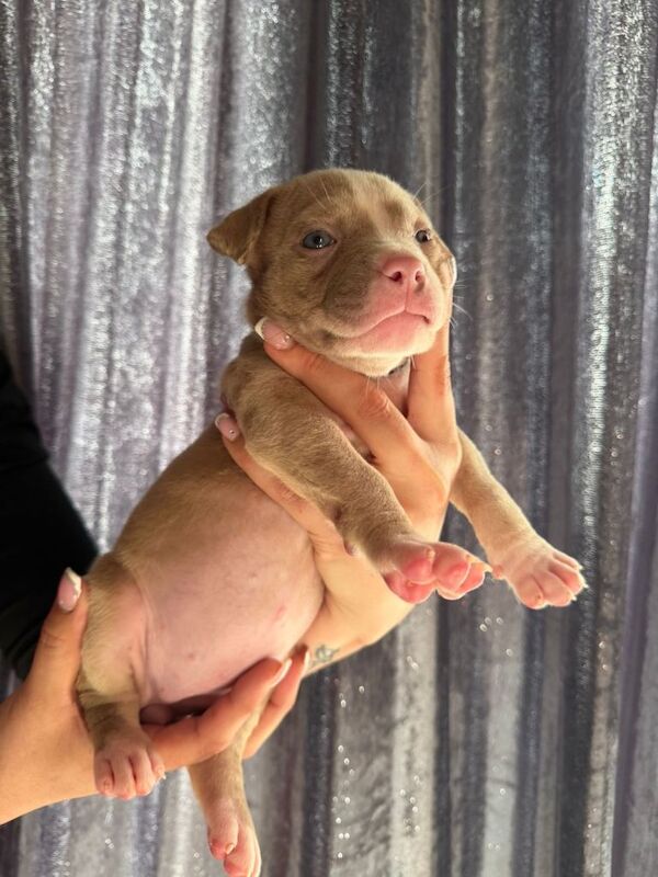 AMERICAN POCKET BULLY PUPPY (4 Left ) - Image 3 of 5