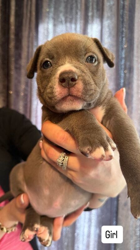 AMERICAN POCKET BULLY PUPPY (4 Left ) - Image 4 of 5