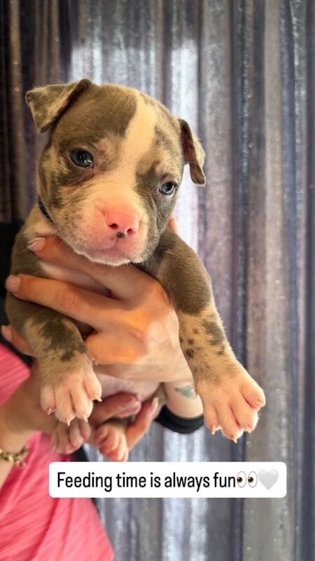 AMERICAN POCKET BULLY PUPPY (4 Left ) - Image 5 of 5