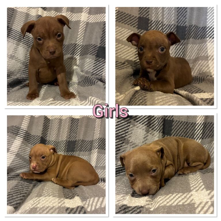 American Bulldog puppies for sale in Leyland, Lancashire – 6 weeks old