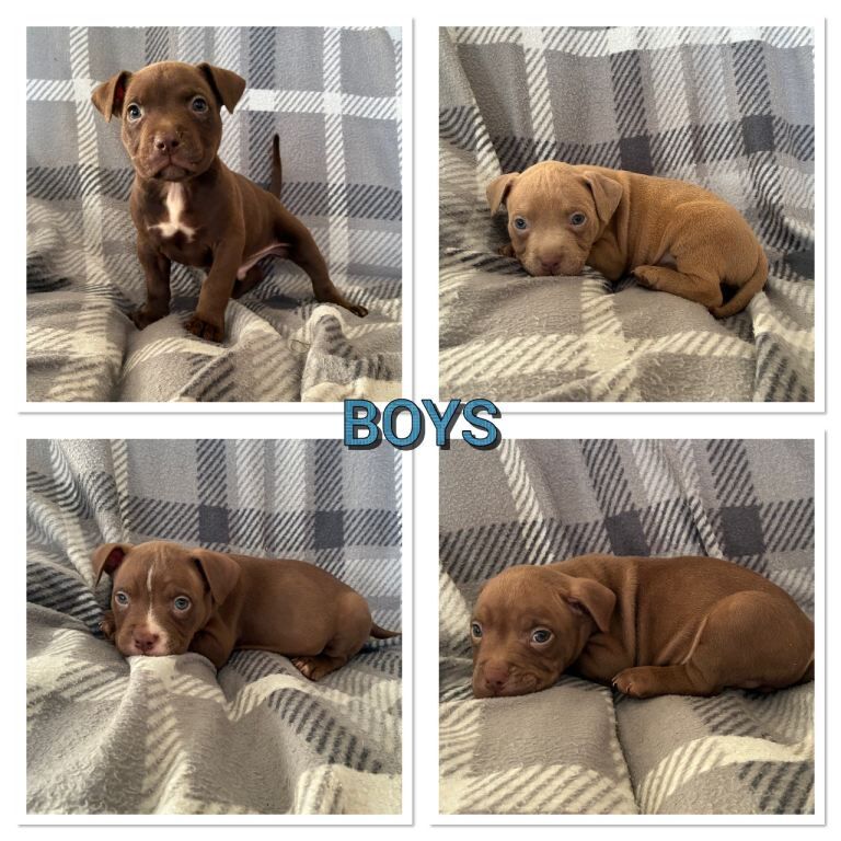 American pocket bully puppys - Image 2 of 3
