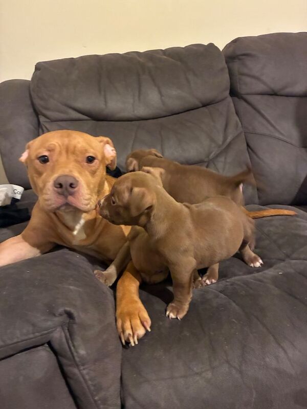 American pocket bully puppys - Image 3 of 3