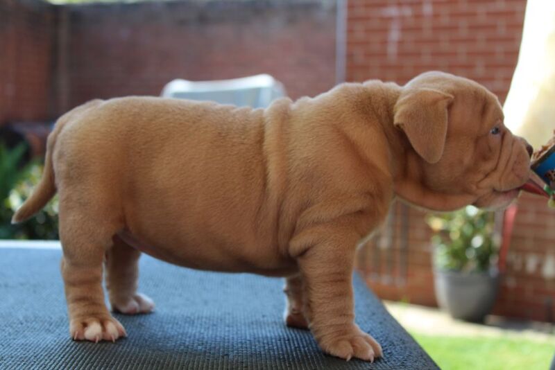 American Pocket Bully Puppys ABKC –Top Bloodlines for sale in Birmingham, West Midlands
