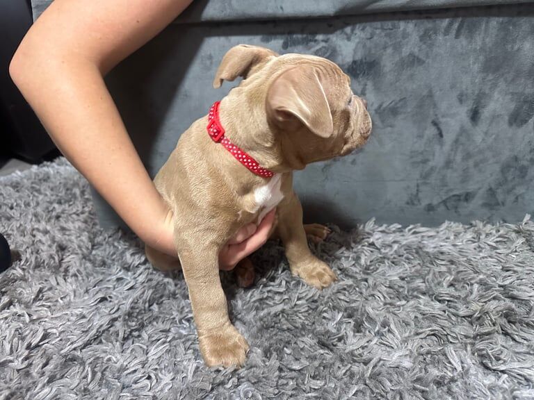 American Bulldog puppies for sale in Preston, Lancashire – 10 weeks old - Image 3 of 3