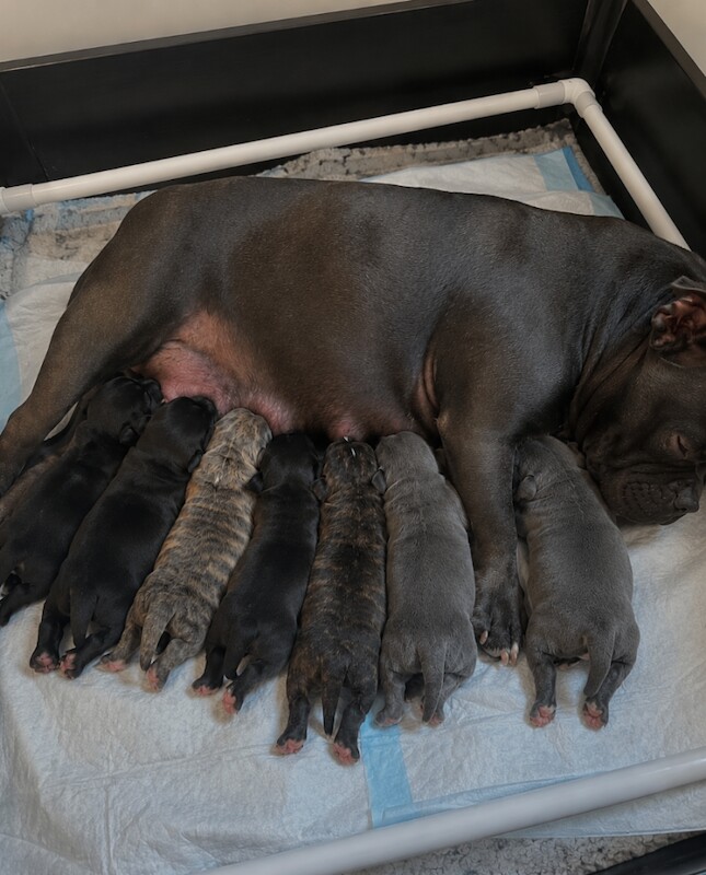 American pocket bully pups